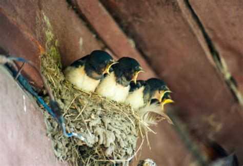 自來鳥風水|【自來鳥】屋企有自來鳥？風水玄機大揭秘！